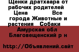 Щенки дратхаара от рабочих родителей › Цена ­ 22 000 - Все города Животные и растения » Собаки   . Амурская обл.,Благовещенский р-н